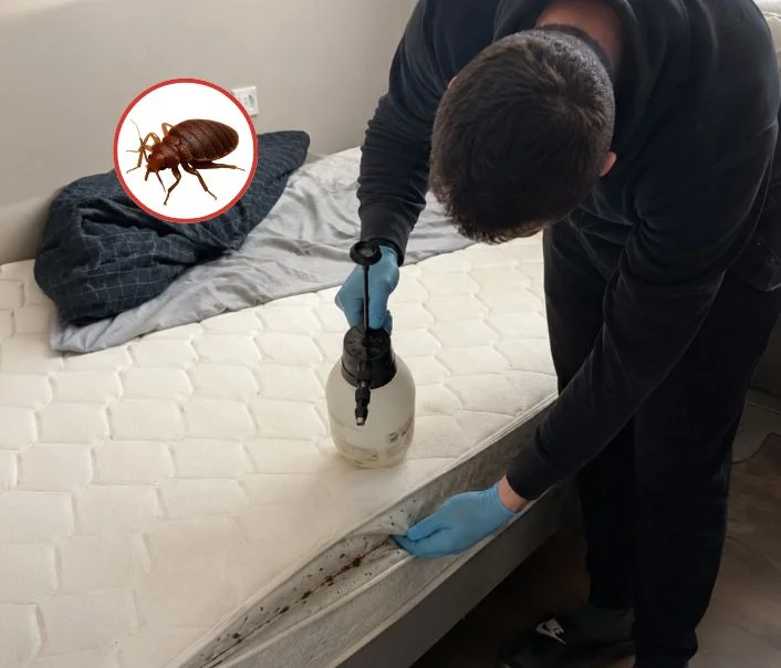 Technicien traitant un matelas contre les punaises de lit à Saint-Arnoult-en-Yvelines